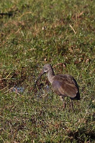 158 Okavango Delta, hadeda ibis.jpg